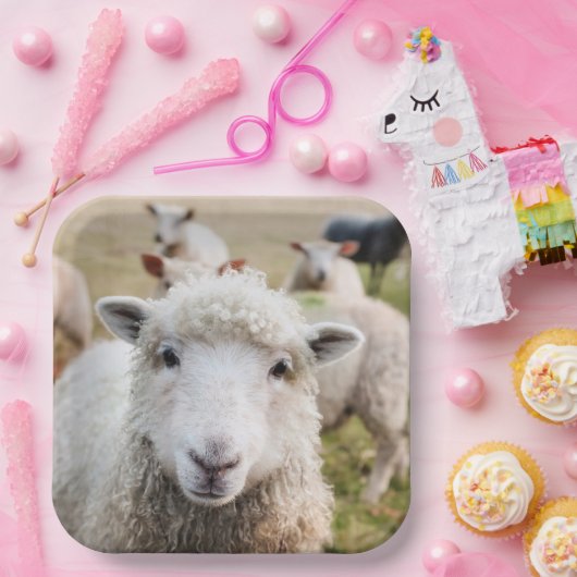 Schafe Pappteller (Party)