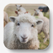 Schafe Pappteller (Vorderseite)