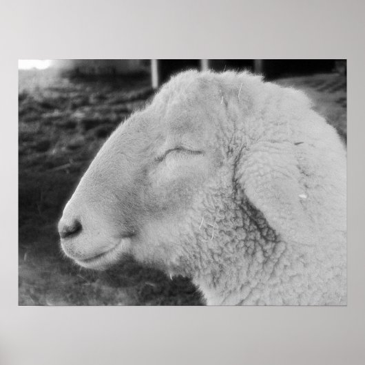 Schafe Poster (Vorne)