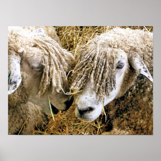 SCHAFE POSTER (Vorne)