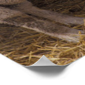 Schafe Poster (Ecke)