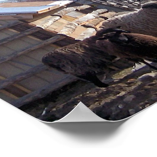 Schafe Poster (Ecke)