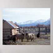 Schafe Poster (Vorne)