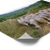 Schafe Poster (Ecke)