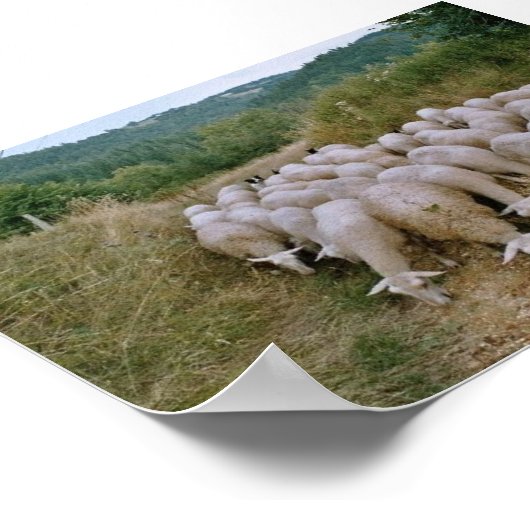 Schafe Poster (Ecke)