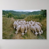 Schafe Poster (Vorne)