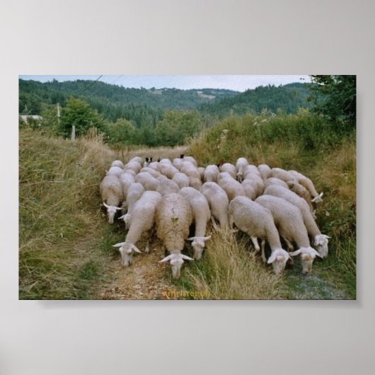 Schafe Poster (Vorne)