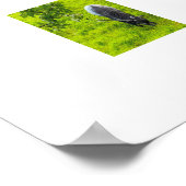 Schafe  poster (Ecke)