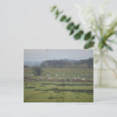 Schafe Postkarte (Stehend Vorderseite)