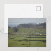 Schafe Postkarte (Vorne/Hinten)