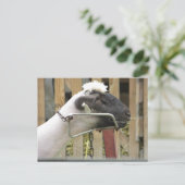 Schafe Postkarte (Stehend Vorderseite)