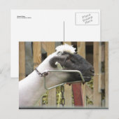 Schafe Postkarte (Vorne/Hinten)