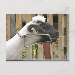 Schafe Postkarte
