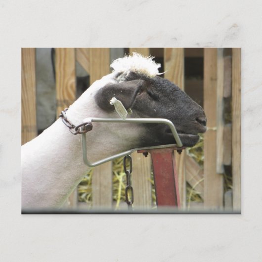 Schafe Postkarte (Vorderseite)