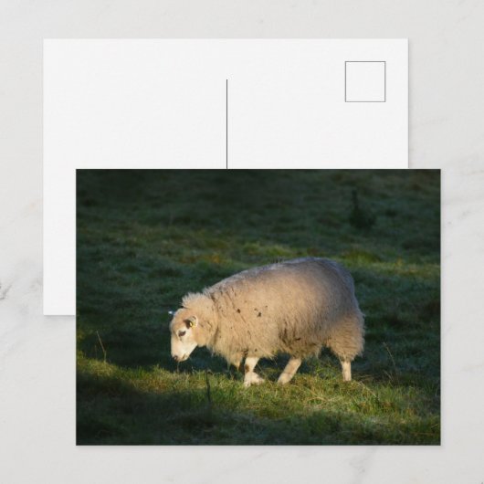 Schafe Postkarte (Vorne/Hinten)