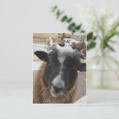Schafe Postkarte (Stehend Vorderseite)