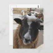 Schafe Postkarte (Vorne/Hinten)