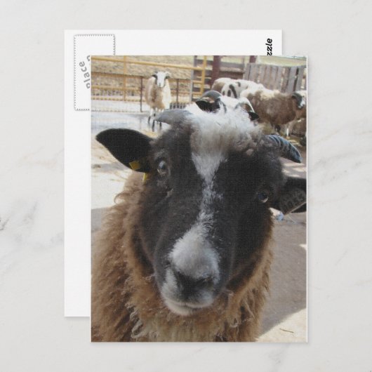Schafe Postkarte (Vorne/Hinten)