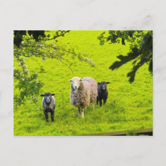Schafe postkarte
