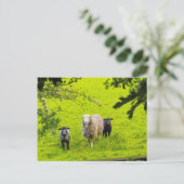 Schafe postkarte (Stehend Vorderseite)