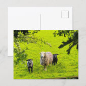 Schafe postkarte (Vorne/Hinten)