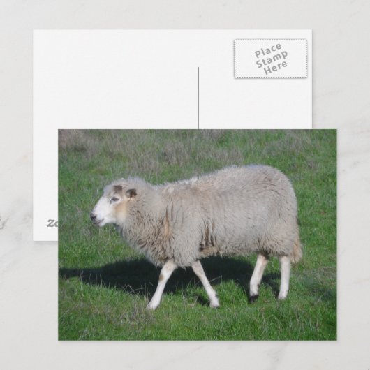Schafe Postkarte (Vorne/Hinten)