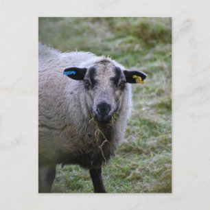 Schafe Postkarte
