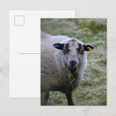 Schafe Postkarte (Vorne/Hinten)