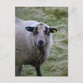 Schafe Postkarte (Vorderseite)