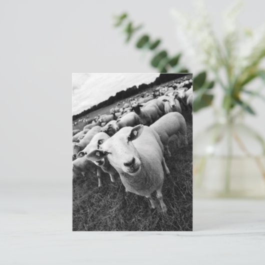 Schafe Postkarte (Stehend Vorderseite)