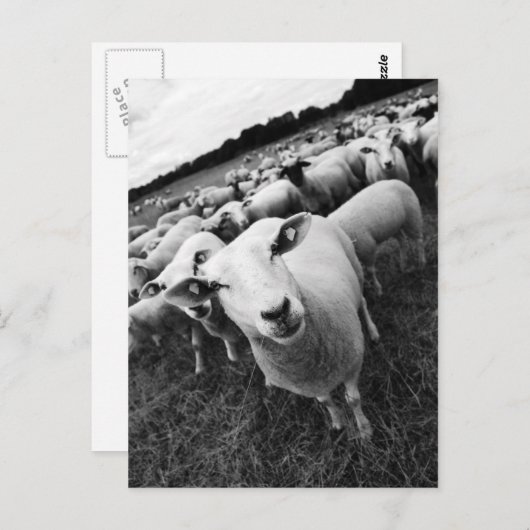 Schafe Postkarte (Vorne/Hinten)