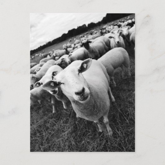 Schafe Postkarte (Vorderseite)