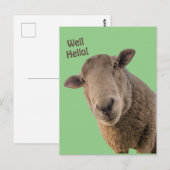 Schafe Postkarte (Vorne/Hinten)