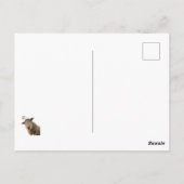 Schafe Postkarte (Rückseite)