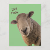 Schafe Postkarte (Vorderseite)