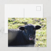 Schafe Postkarte (Vorne/Hinten)