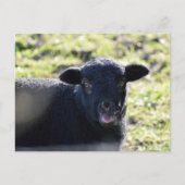 Schafe Postkarte (Vorderseite)
