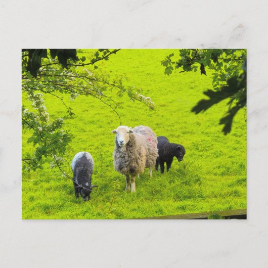 Schafe postkarte (Vorderseite)