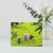 Schafe postkarte (Stehend Vorderseite)