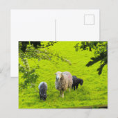 Schafe postkarte (Vorne/Hinten)