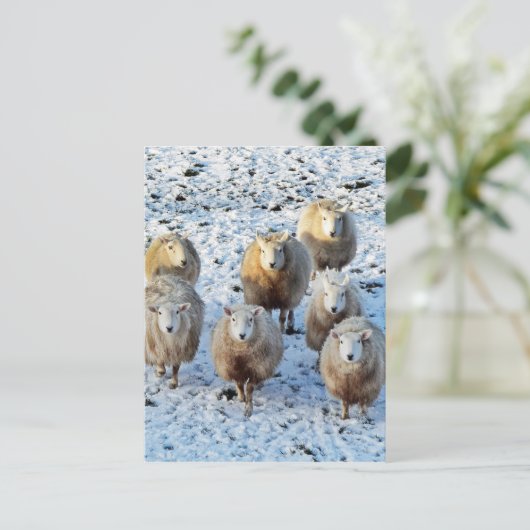 Schafe Postkarte (Stehend Vorderseite)