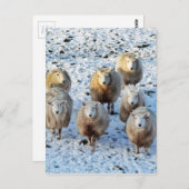 Schafe Postkarte (Vorne/Hinten)