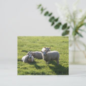 Schafe Postkarte (Stehend Vorderseite)
