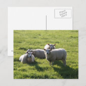 Schafe Postkarte (Vorne/Hinten)