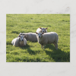 Schafe Postkarte