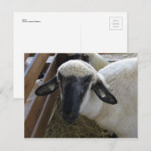 Schafe Postkarte (Vorne/Hinten)