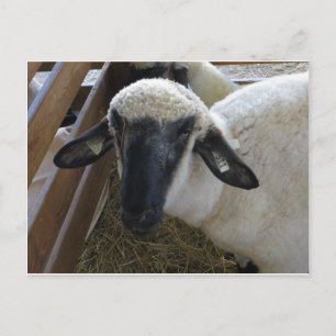 Schafe Postkarte