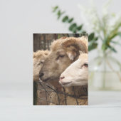 Schafe Postkarte (Stehend Vorderseite)