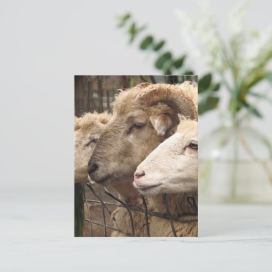Schafe Postkarte (Stehend Vorderseite)