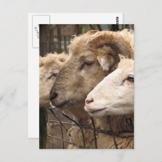 Schafe Postkarte (Vorne/Hinten)